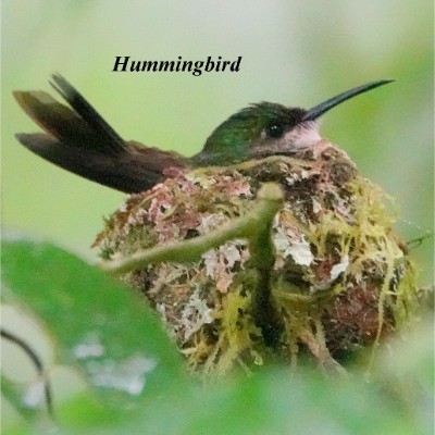 Hummingbird